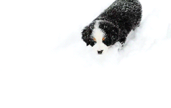 http://giphy.com/gifs/puppy-snow-T9x3o1tlZ3pEk