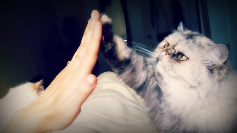 cat high five