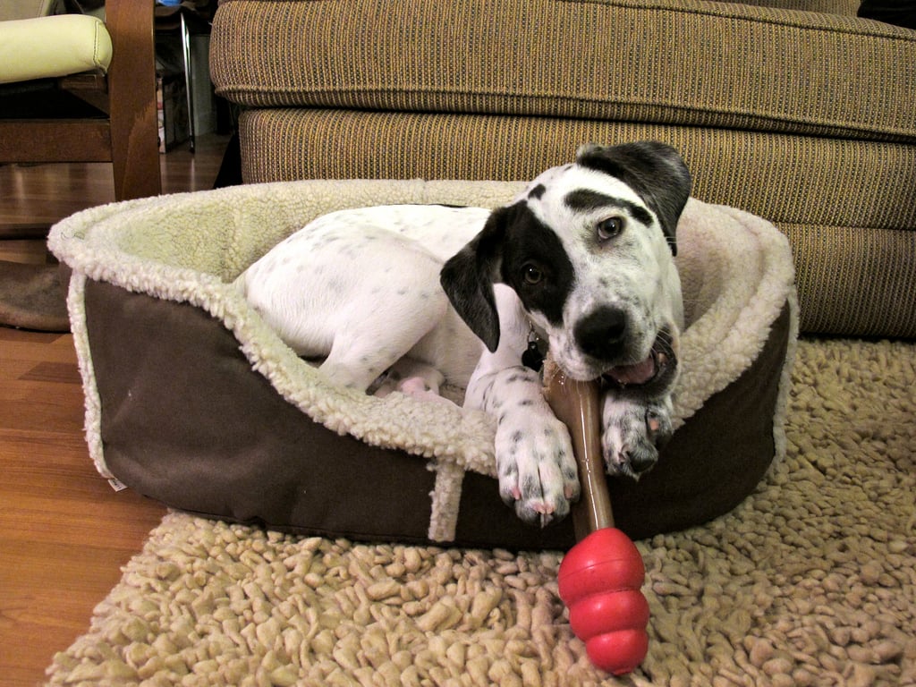 The Top 8 Most Durable Dog Toys The Dog People by