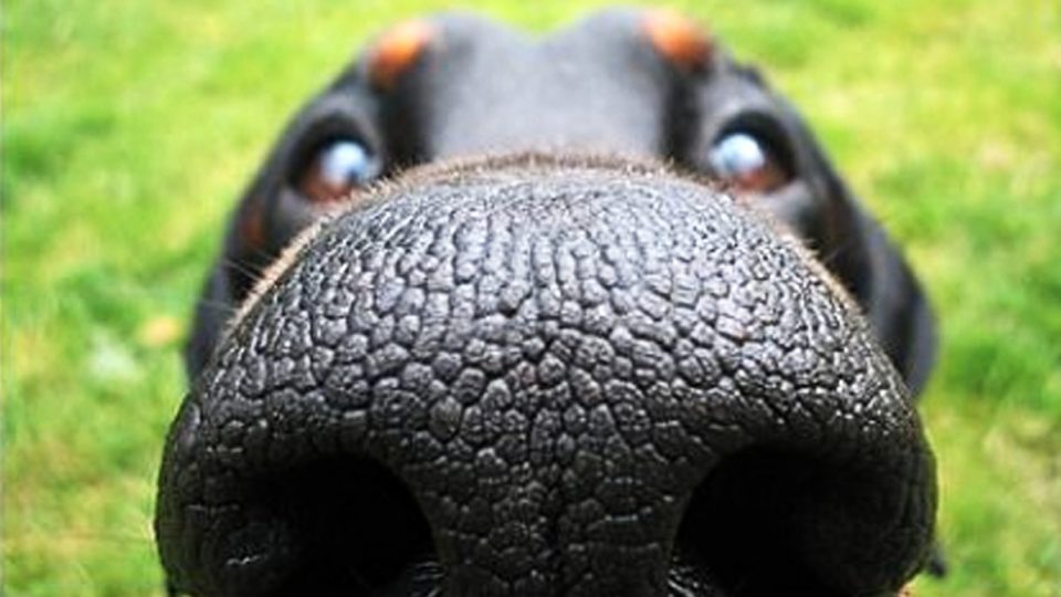 dog nose rottweiler