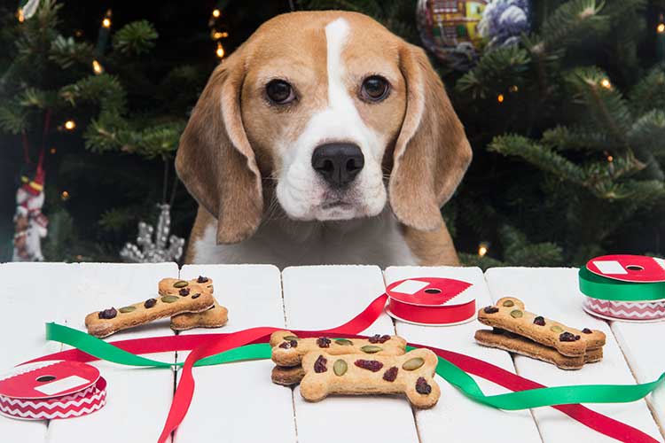 12 DogFriendly Christmas Cookies Perfect for Pups The