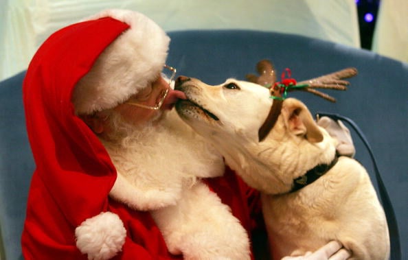 Is Your Dog on Santa's Naughty or Nice List This Year? [Quiz] | The Dog  People by 