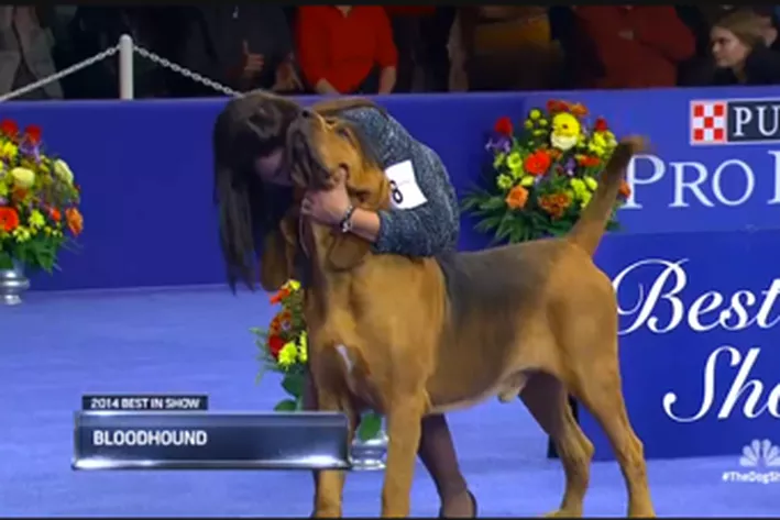 nathan the bloodhound 2014 national dog show winner