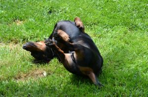 No, no, no, no, no! There are few things more disgusting than a dog rolling in poop - or other stinky things. Photo via Flickr.