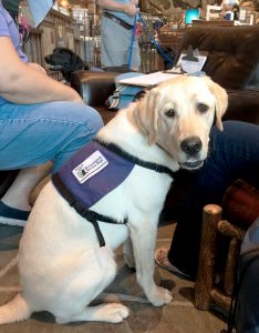 Susquehanna Service Dogs Puppy Cam Susquehanna Service Dogs Puppy Cam