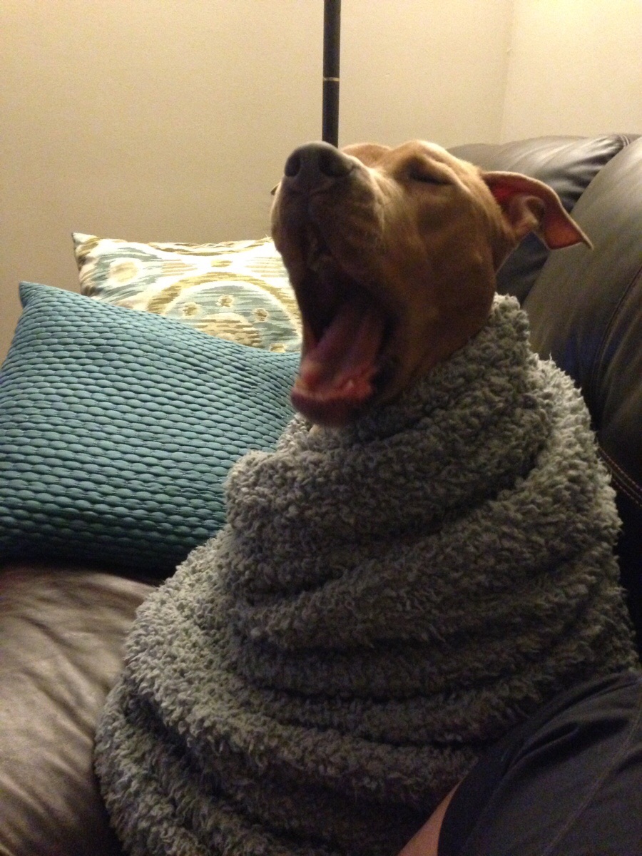 13 Dogs Snuggling Up for the Winter | The Dog People by