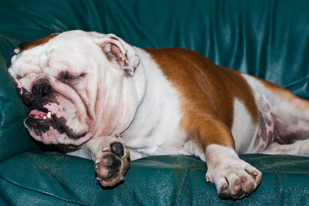 Snoring Dogs: Our Favorite Tips to Help 