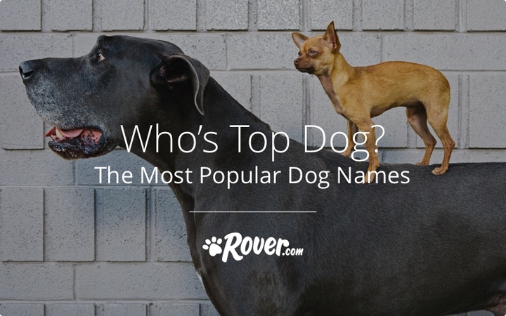 Kona Dog Name Meaning Kona Dog Name Meaning