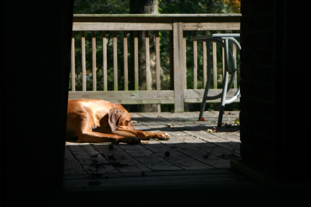 DogCity-Chicago-Dog-Sleeping