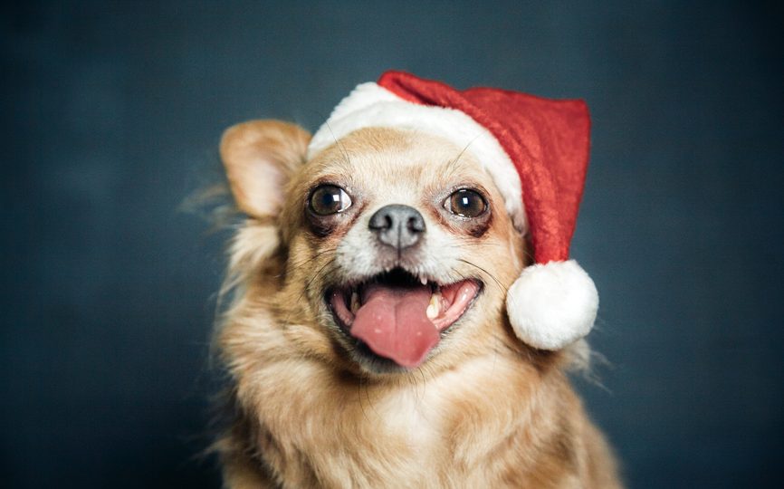 Dog Calming Techniques: 5 Tips Strong Enough for the Holidays