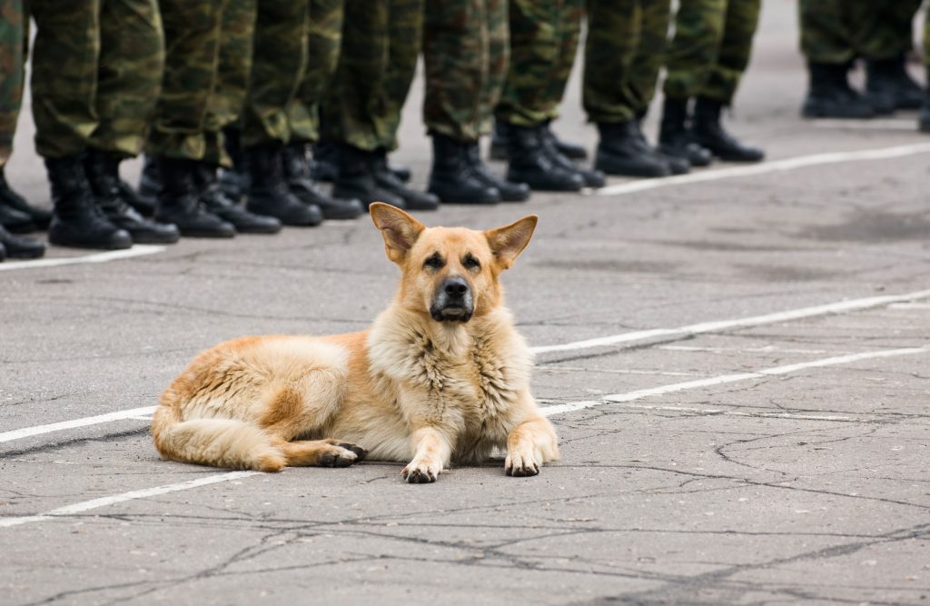 DogCity-Chicago-Guard-Dog-Military