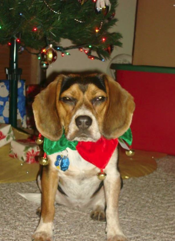 beagle jingle bells