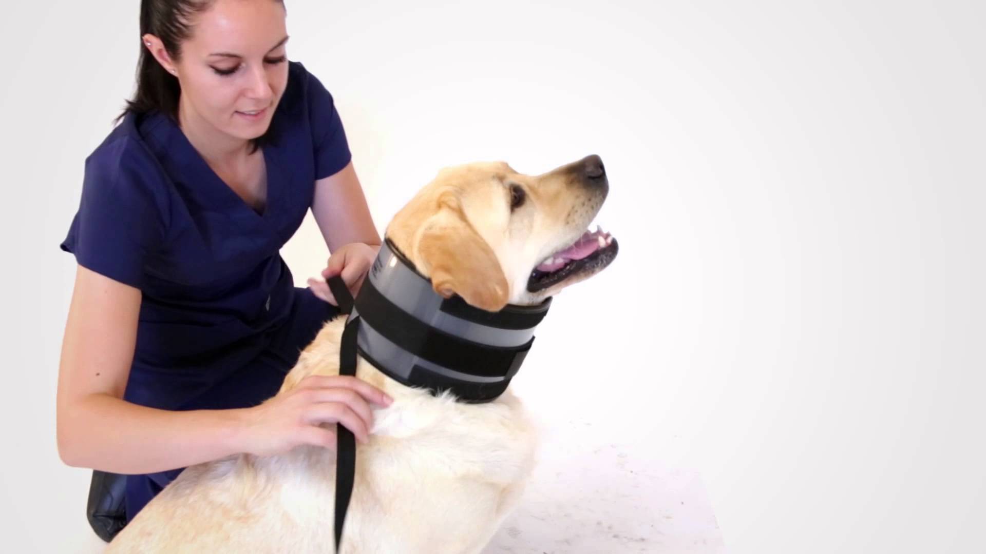 Dog Surgery Collar Alternatives Dog Surgery Collar Alternatives