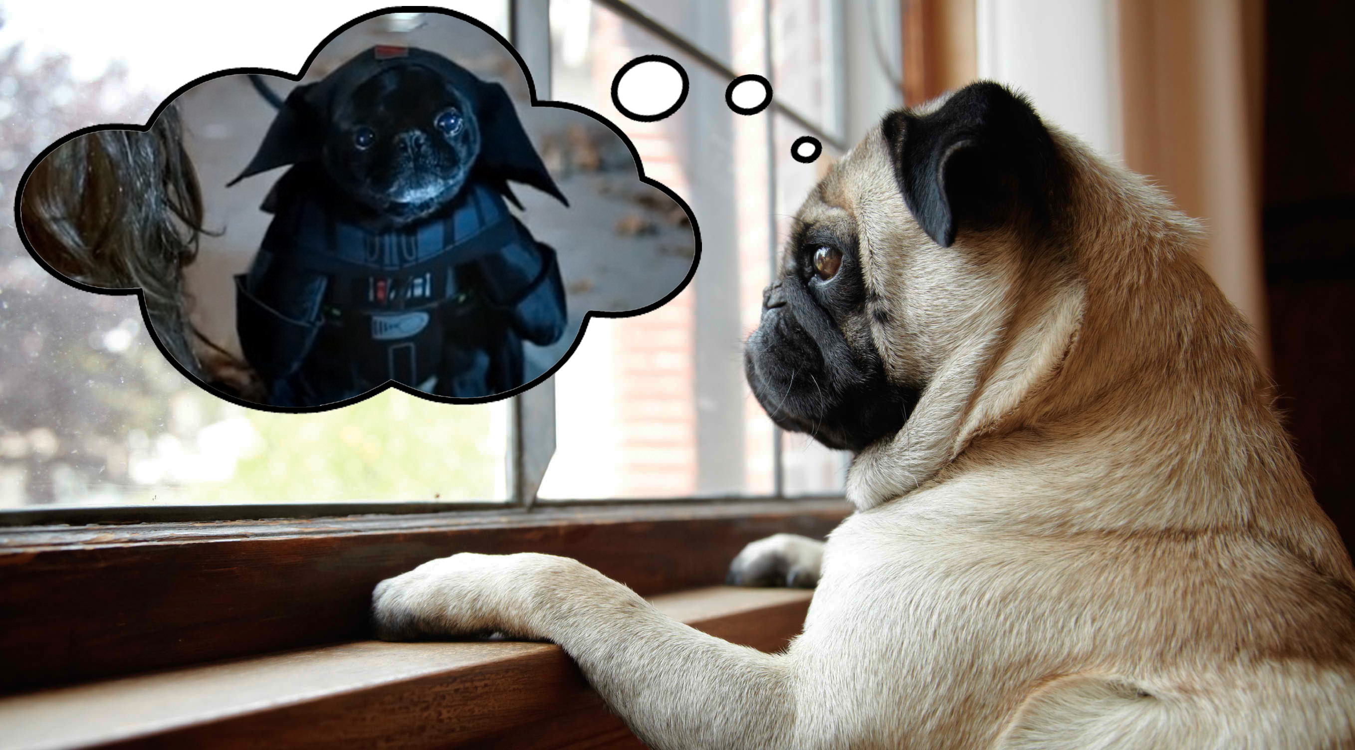 Can Dogs Be Left Alone In The Dark