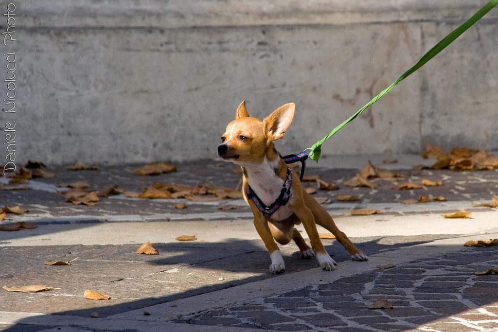 How to Train Your Dog to Walk on Leash 9 MustRead Tips