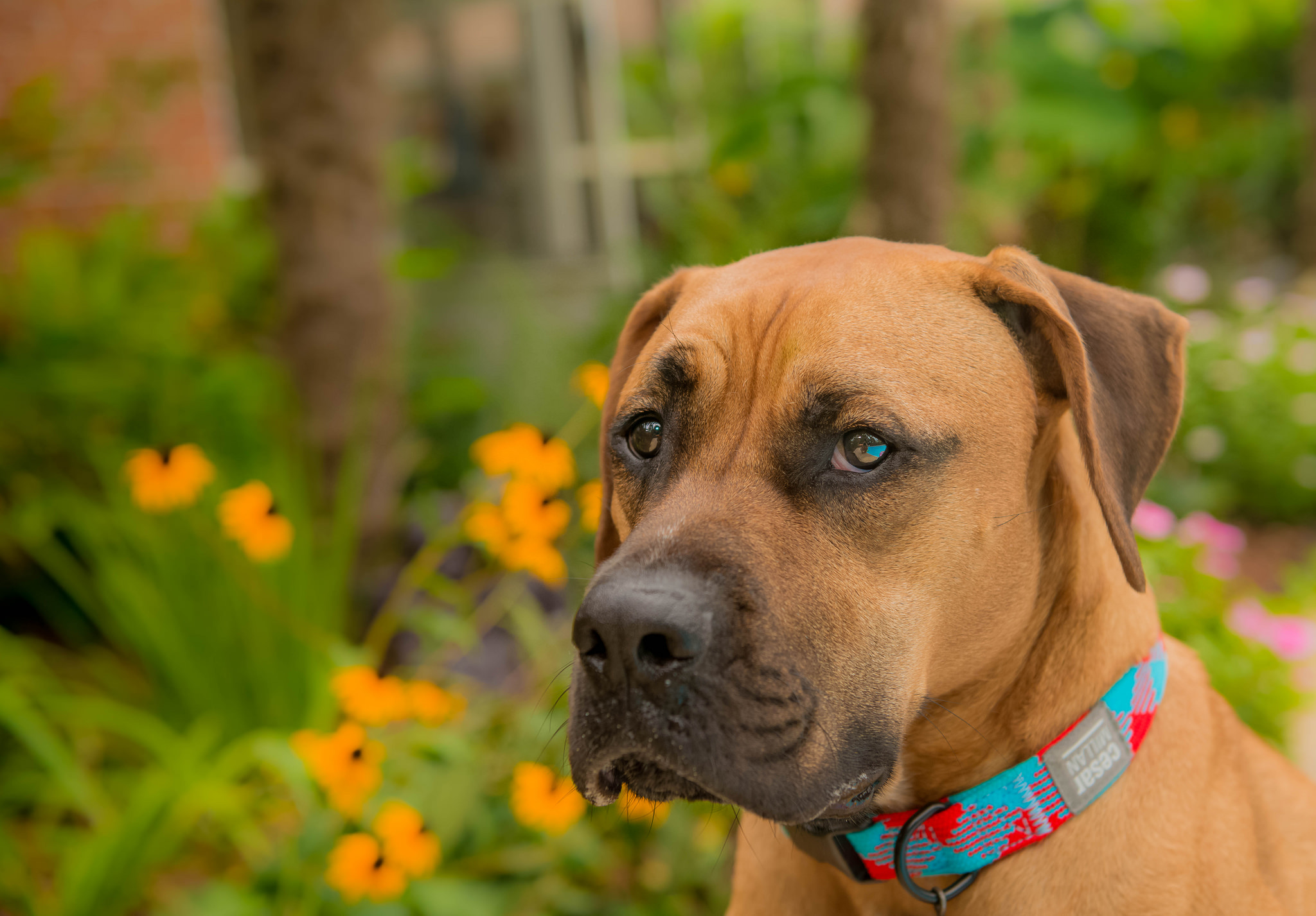 12 Reasons Your Dog Is the Best Dog The Dog People by