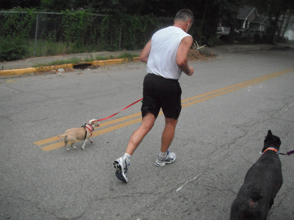 6 Tips for Running with Your Dog The Dog People by