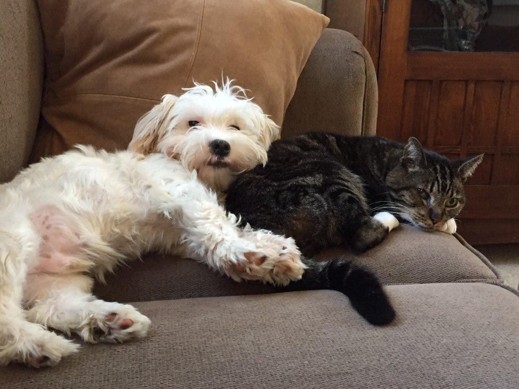 What Is Pack Mentality Dog