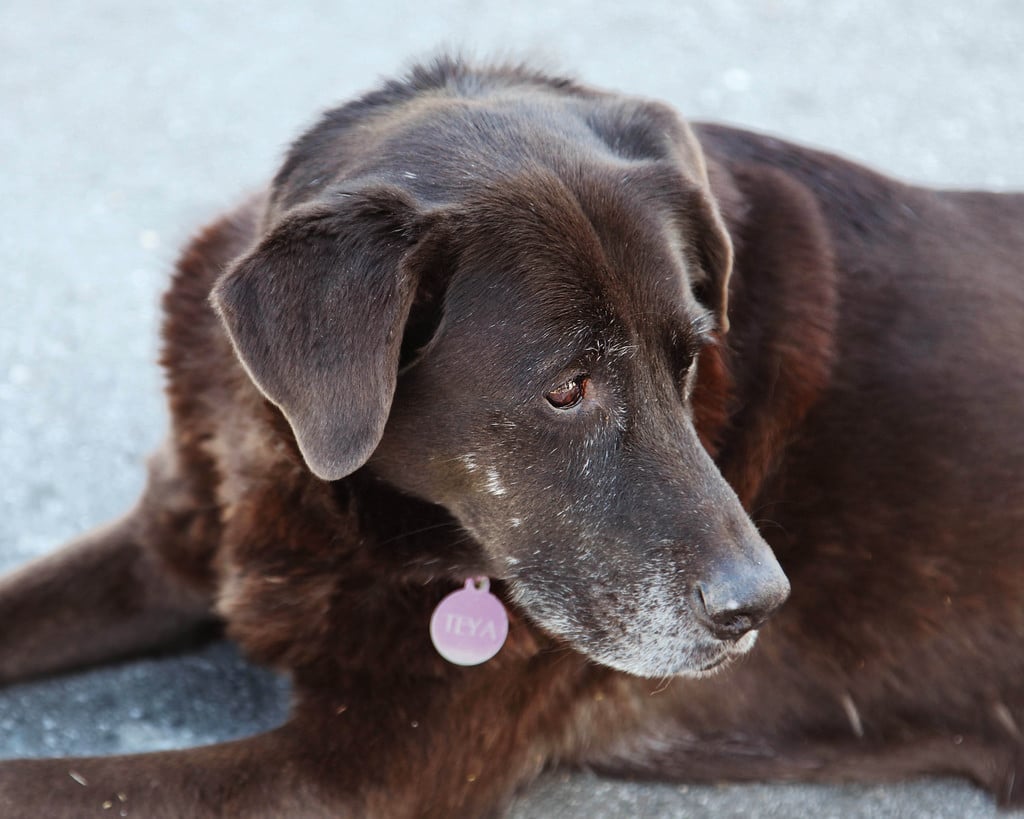 cushings-senior-lab