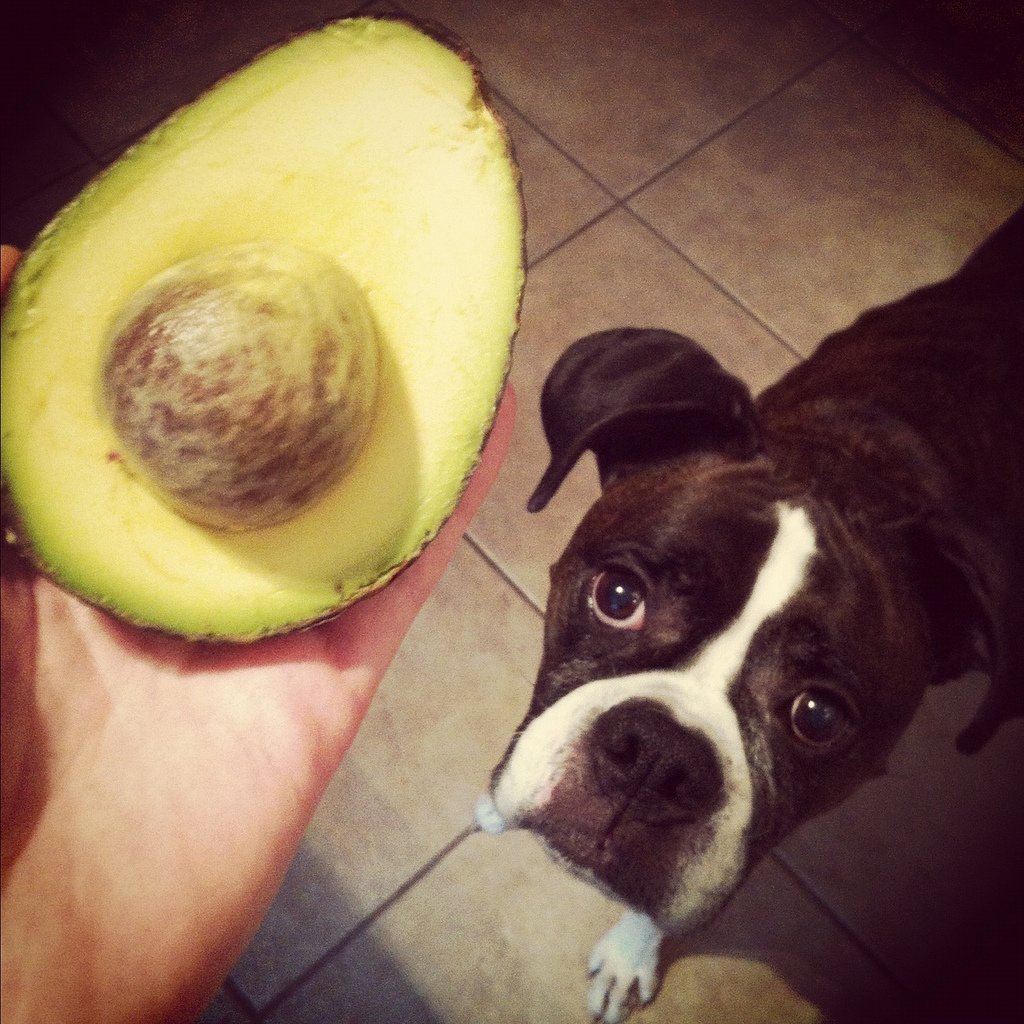 Can Dogs Eat Avocado Pear Can Dogs Eat Avocado Pear