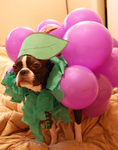 dangerous foods for dogs grapes
