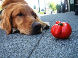 dangerous-foods-tomato