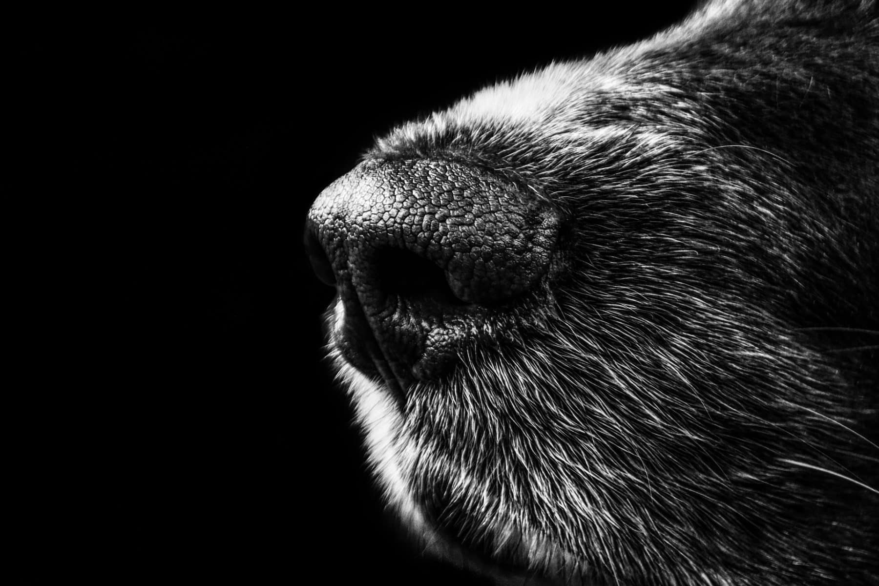 The Truth About Why Dogs Smell Everything The Dog People by