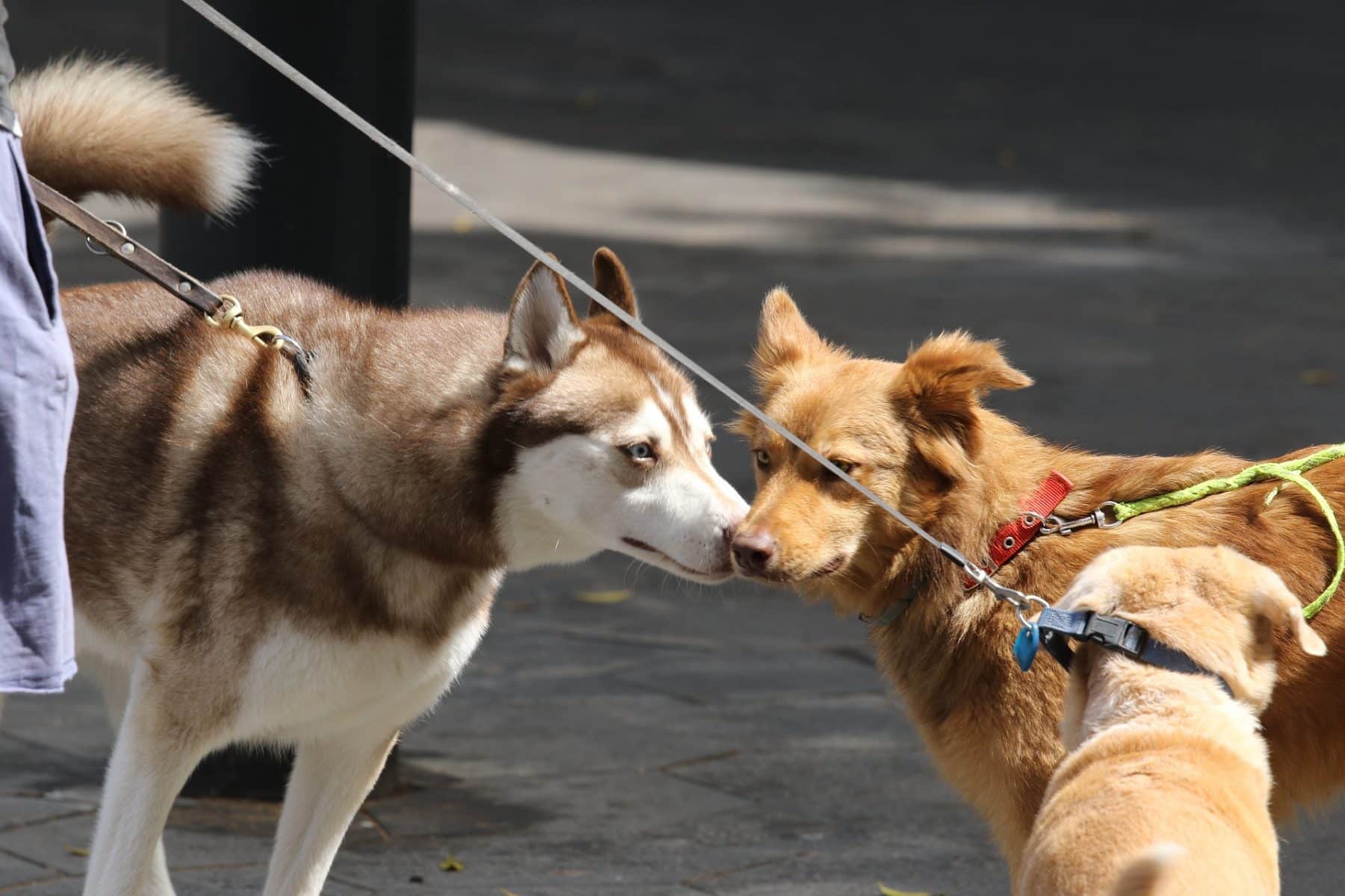 The Truth About Why Dogs Smell Everything The Dog People by