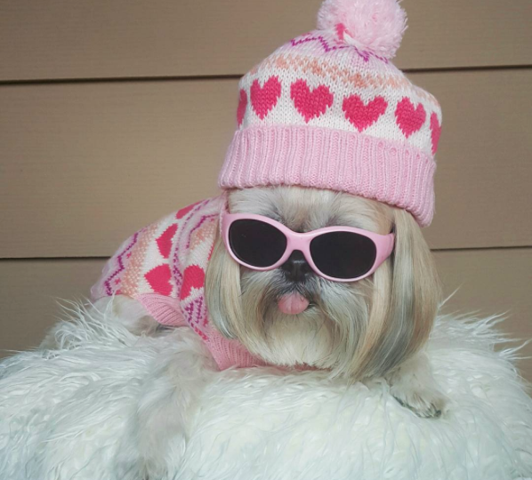 The Pros and Cons of Dressing Up Your Dog The Dog People by