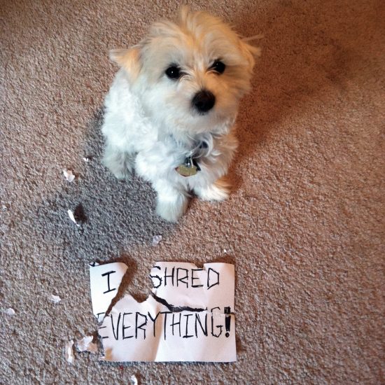 Dogs Shredding Paper The Secret Reason Why Your Pup Just Can't Quit