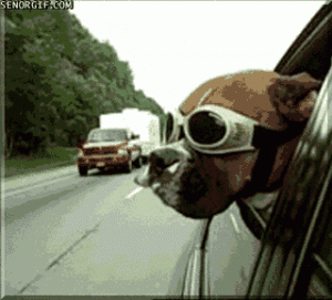 http://giphy.com/gifs/style-friday-ride-3H1LTLh2cftUQ