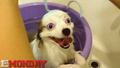 http://giphy.com/gifs/firstandmonday-dog-bath-excited-l41lOmCuXI4CabdWU