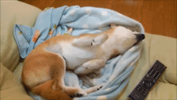 http://giphy.com/gifs/dog-couch-Hgty04S1x8yhG