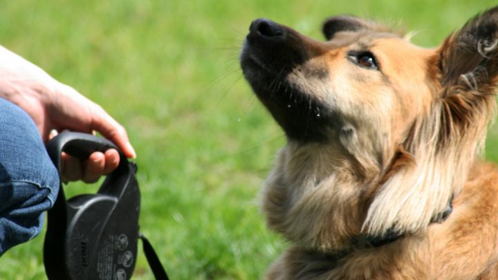 Trainiere deinen Hund: Die 7 wichtigsten Hundekommandos