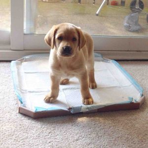 training-potty-pad