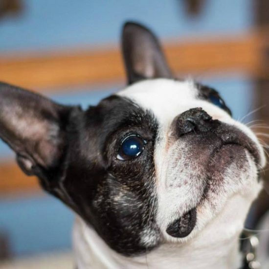 Boston Terriers & French Bulldogs Comparing Two Wonderful