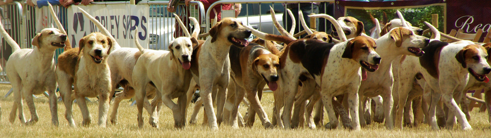 What Is The Least Common Dog In The World at Richard Campbell blog