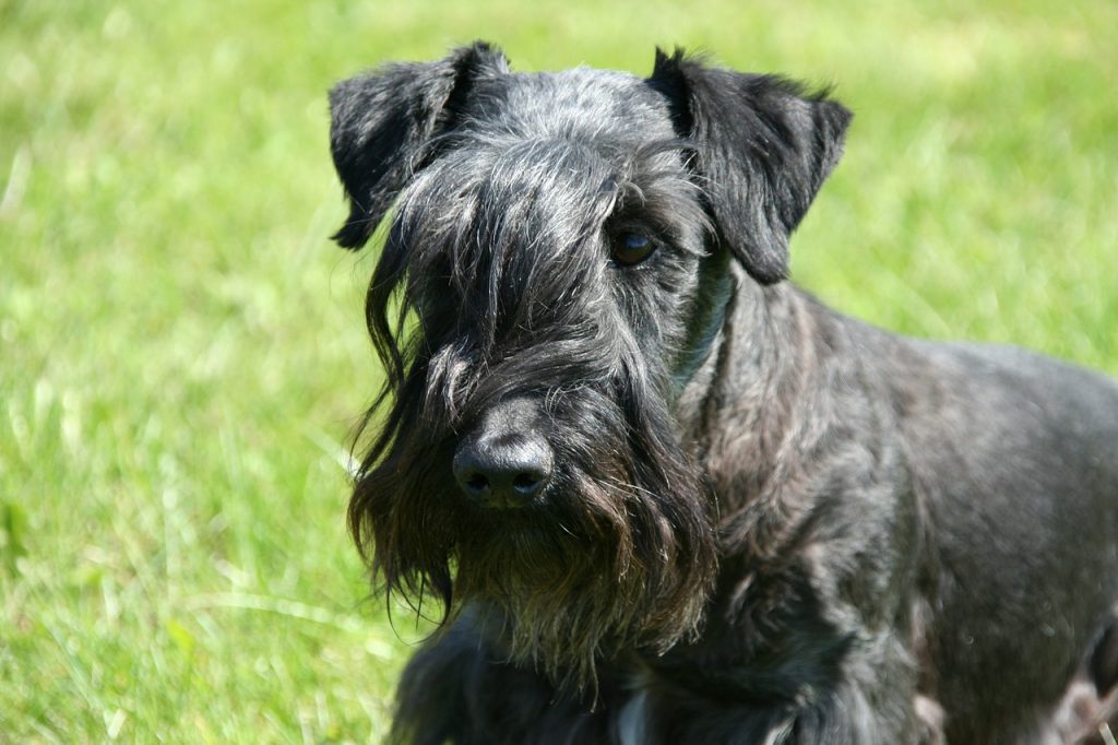 The least popular dog breeds in america the dog people by rover