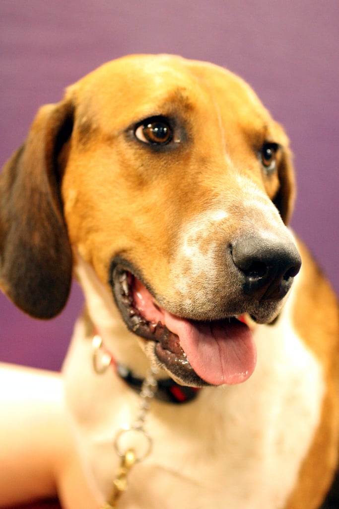 Top Dog Training Club Reading Top Dog Training Club Reading