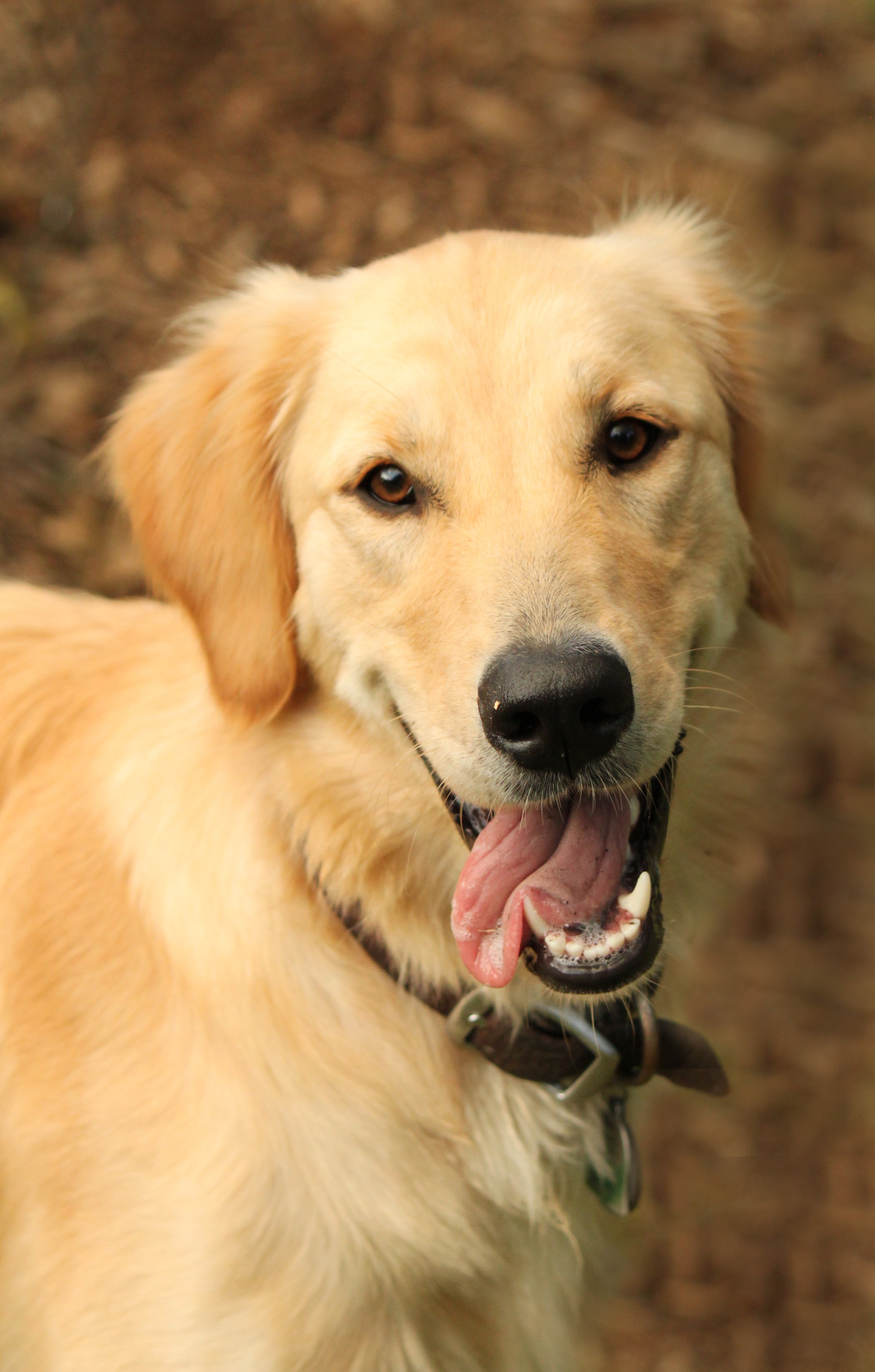 Golden Retievers Vs Labrador Retrievers Which Dog Is Right For You