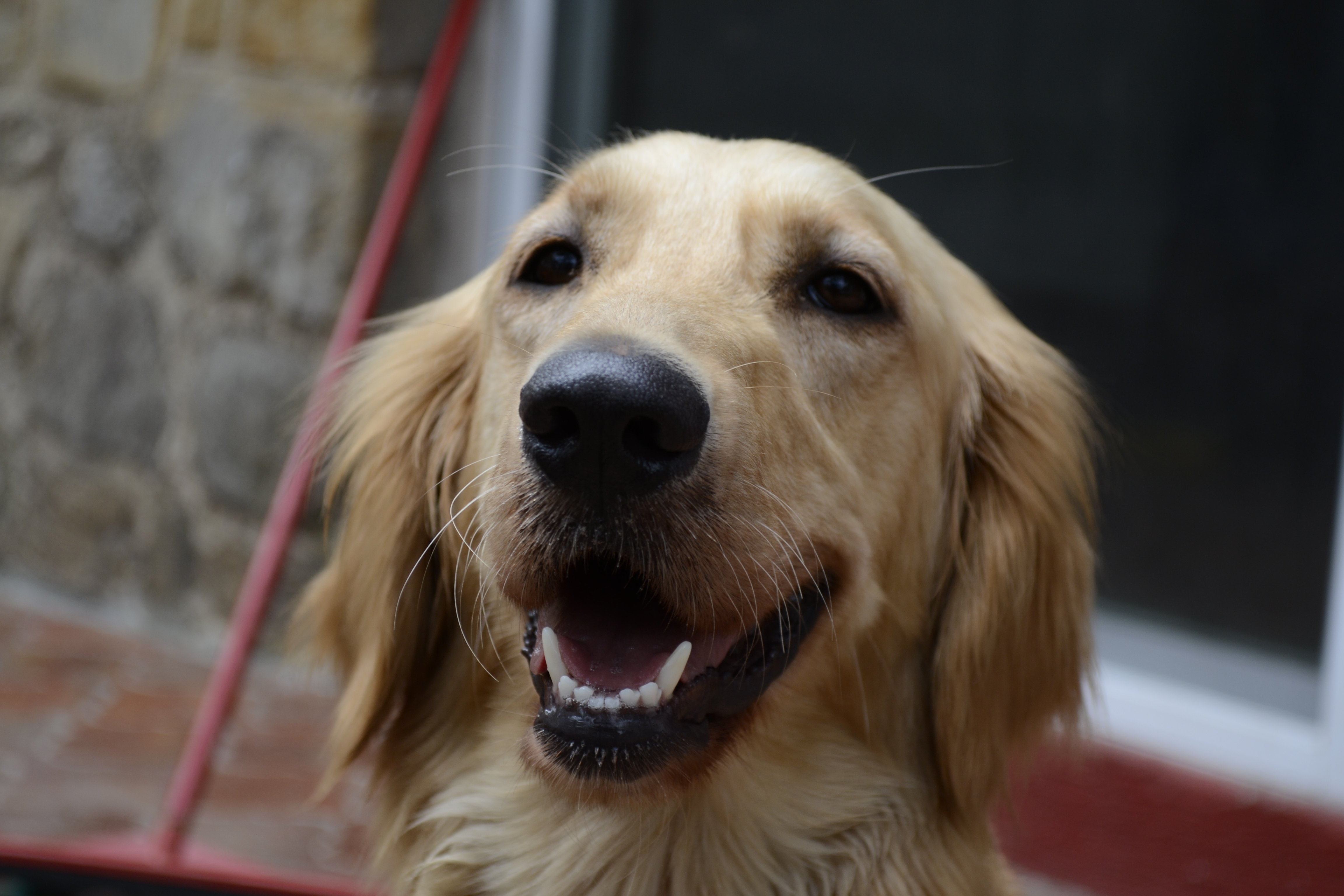 Golden Retievers vs Labrador Retrievers: Which Dog Is Right for You?