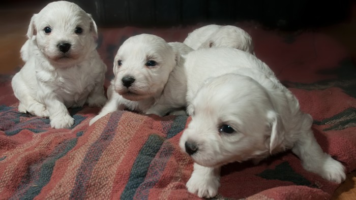 pug gestation period wait how are dogs rover pug gestation period wait how are dogs rover