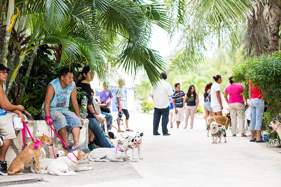 Locals line up around the block for CANDi clinics. To date, they've spayed or neutered approximately 10,000 animals.