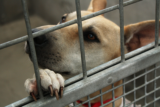 Sadly, millions of dogs who walk into shelters each year will never walk out. Spay/neuter surgeries can significantly reduce the number of animals put down. Image via Flickr.