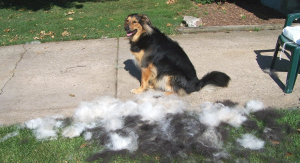 If you have a high-shedding dog, make sure you brush him outside. Image via Flickr.