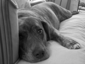 Dog beds easily collect a large number of allergens—make sure you wash them frequently! Image via Flickr.
