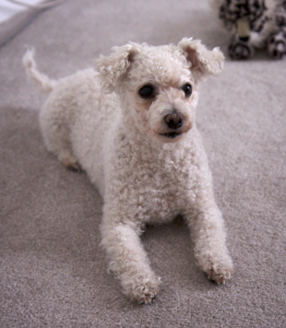 Allergens easily stick to carpet and is difficult to remove. Ditch the carpet for laminate flooring, if possible. Image via Flickr.