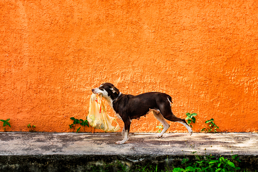 "Serendipity" was spotted digging through the garbage, but she wasn't homeless. She was one of four dogs who lived in the dump with a family of six. Photo courtesy of Tracey Bucey Photography.