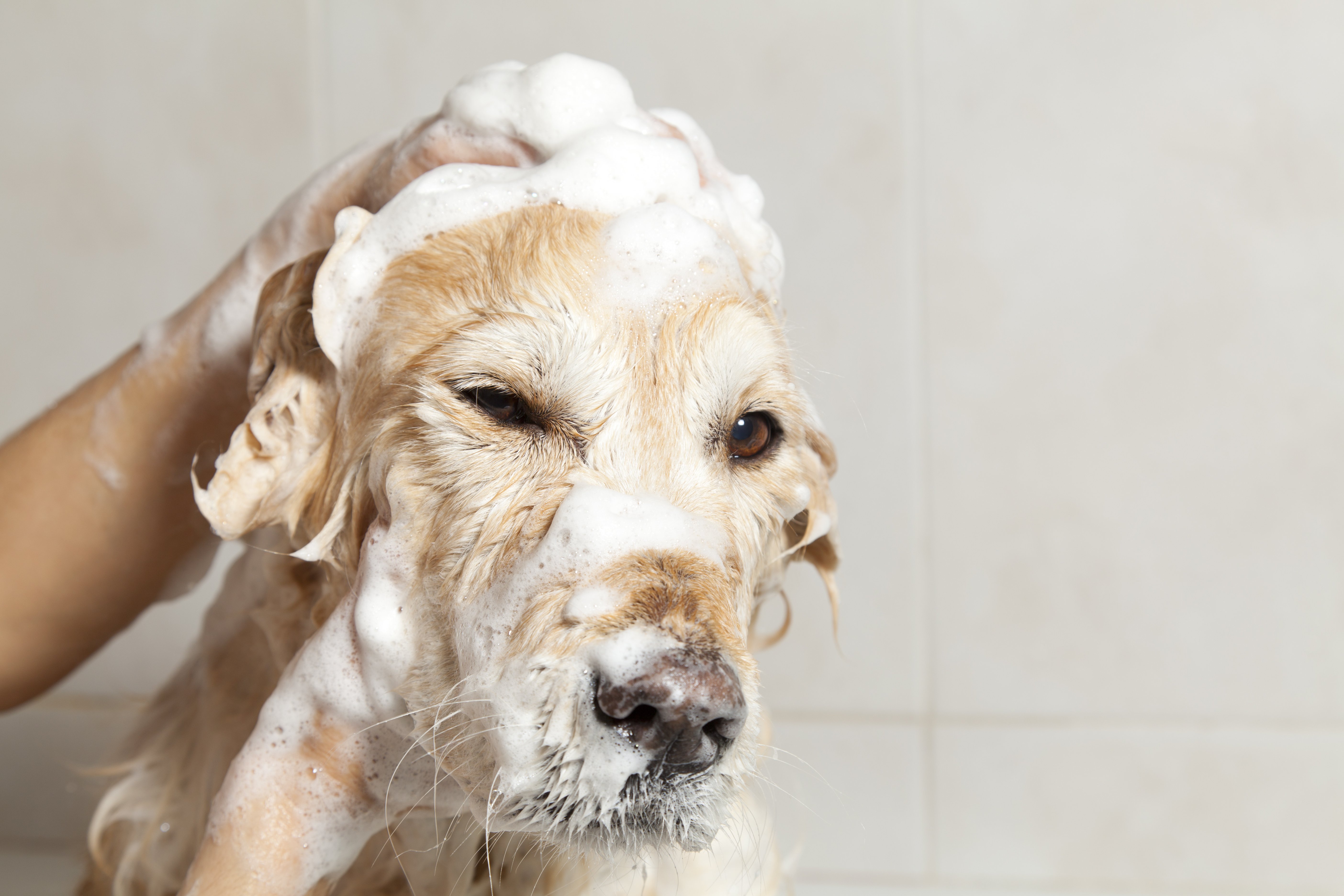 Dog Spa Rover Uncovers What Really Happens on Your Dog's