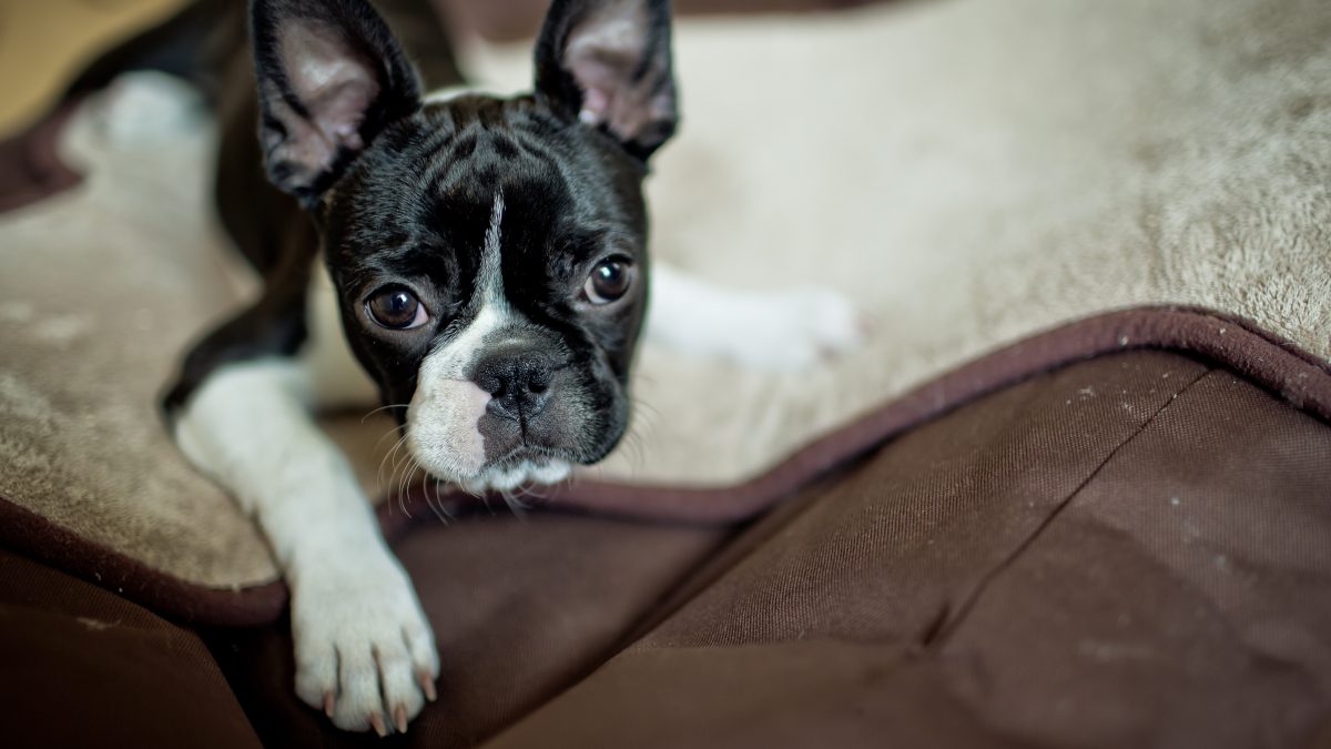 Why Secondhand Smoke is Deadly to Dogs The Facts